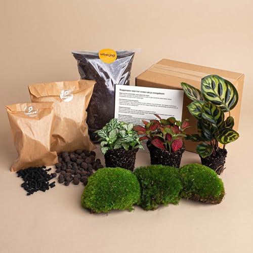 urbanjngl - Calathea Makoyana Terrarium Start- und Nachfüllpaket – 3 Terrarienpflanzen für DIY-Projekte – ideal für Anfänger und Pflanzenliebhaber