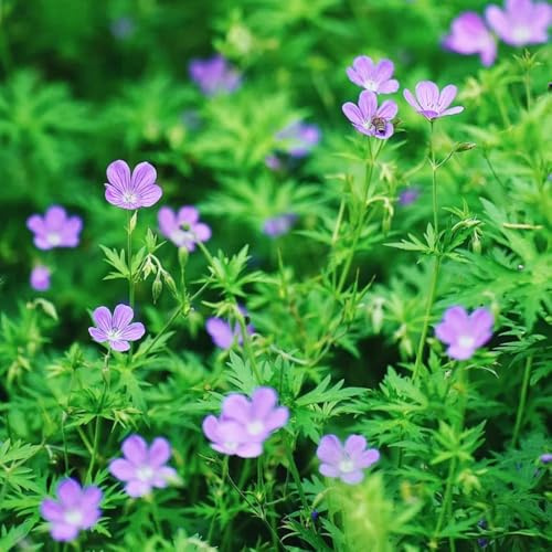 semi resistenti geranio - giardino resistenti da balcone perenne 120pcs