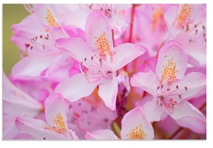 MOBYAT Bilder Floral Rosa,Bilder Blumen Leinwand,Azalee floraler rosa Hintergrund,Leinwandbilder,Bilder Auf Leinwand,Moderne Bilder Wohnzimmer70x105cm(28x41in) Rahmenlos