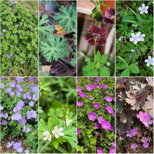 semi di geranio giardino di tagli esotici, prato sostenibile perenne resistenti prato perenne 200pcs
