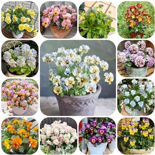 viola cornuta, semi di viola cornuta Decorazioni giardino per esterni ornamentali per zone soleggiate resistenti esterno in vaso balcone 600semi