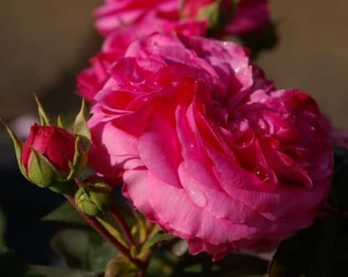 Beetrose Baronesse ® - Rosa Baronesse® - magentapink - Nostalgie ® - Beetrose - Tantau-Rose