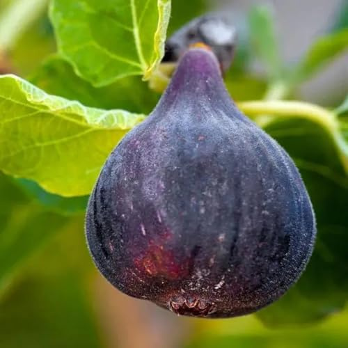 feigenbaum - winterharte stauden mehrjährig pflanzensamen obstpflanzen indoor garten obstsamen balkonpflanzen obstbaum bio topfpflanzen draußen winterhart säulenobstbäume gewächshaus 450samen