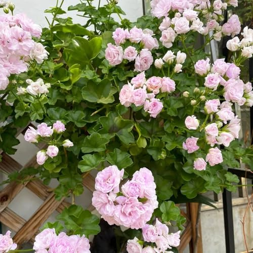 500 pezzi semi di geranio - giardino interno, resistente balcone, bonsái semi interni