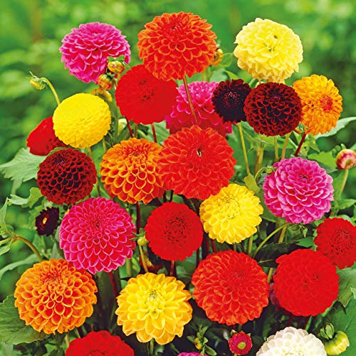 Pronto Seed Dahlia Tubers Pompon for Summer Gardens – Set of 12 Dutch-Grown Plants, 60cm Height – Garden Tubers for Spring Planting, Borders & Containers (12 Tubers – Dahlia Pompon)