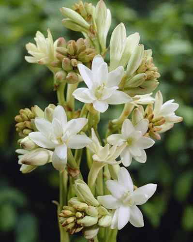 5 X Tuberosa Polianthes The Pearl - Bulbi Alta Qualità (5)