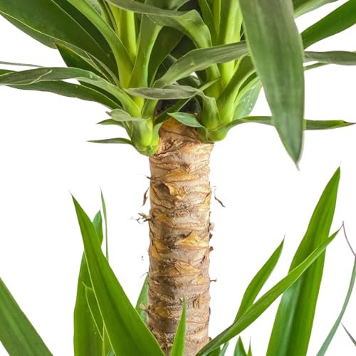 Tronco de Brasil una Planta de Interior Natural y Vibrante