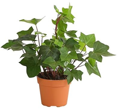 Hiedra Planta Trepadora Natural y de Poco Riego