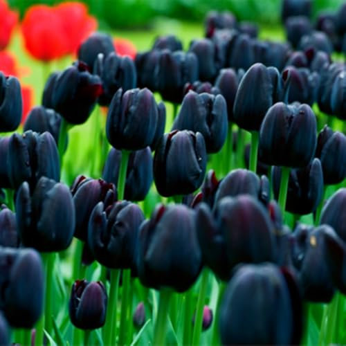 Tulip Bulbs for Planting,Stephania Bulbs Mix,Flowering Rhizome,Excellent Display Indoor Perennial Balcony Garden Bulbs,Tulip Tubers Uk-15bulbs-E