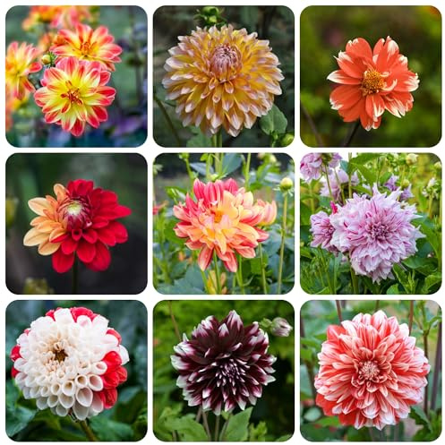 tuberi di dalia resistenti - precoce appartamento perenni giardino 10pcs