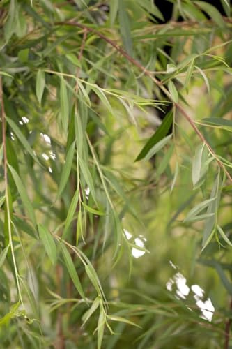 Trauerweide Salix alba Tristis 80-100 cm, winterhart, Zierbaum Garten | Malerische Wuchsform, sonnig bis halbschattig, schnellwachsend, ideal als Solitaer, robust und anspruchslos