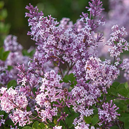 Syringa Miss Kim | Dwarf Lilac Deciduous Garden Shrub Purple Flowers in Plant Pot (9cm Pot, 20-30cm)