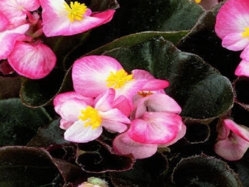 Seeds 50 Begonia Seed Pellets Chocolates Red & White Wax Begonia Seeds: Only Seeds