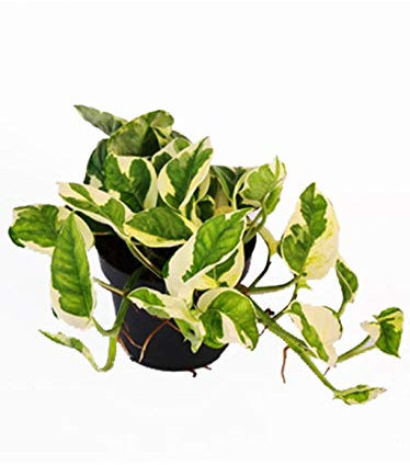 Easy Plants Devil's Ivy Golden Pothos Ivy Arum Plant in 12cm Pot