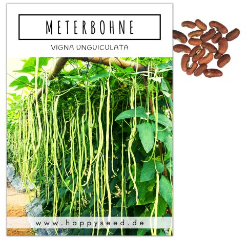 Meterbohne Samen (Vigna unguiculata, 20 Korn) - Spargelbohnen Saatgut ideal für die Anzucht im Garten, Balkon oder Terrasse