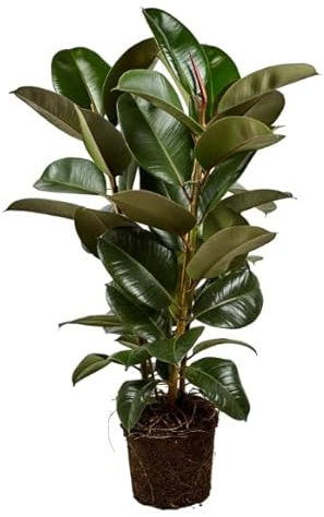 Ficus Elastica Robusta | DECOALIVE | Altura ± 50cm | Planta Natural de Interior