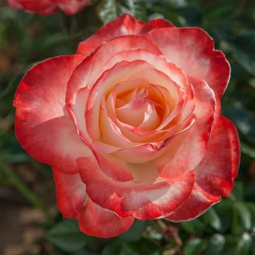 Rosa híbrida/Rosa enana/Rizoma/Resistente/Ornamental/Jardín/En maceta/Interior/Exterior/Crecimiento rápido-3 PCS-D