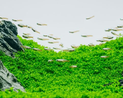 Montecarlo-Perlkraut/Micranthemum Monte Carlo - NatureHolic In-Vitro Aquarium Pflanze