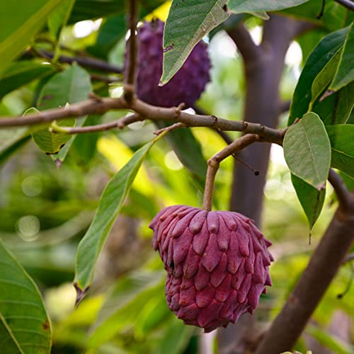 Graviola säulenobstbäume obstbaum wildkräuter dekopflanzen balkon hochbeet baumsamen obstpflanzen balkonpflanzen winterhart pflanztöpfe obstbäume obstsamen spalierobst pflanzendeko 120samen