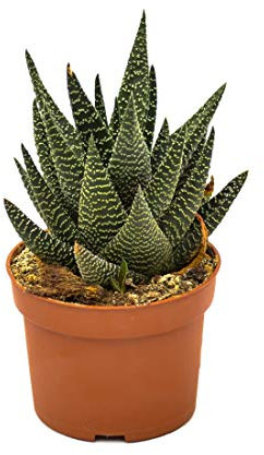 Gasterhaworthia Royal Highness Cactus Natural Planta Suculenta Decorativa Maceta Pequeña