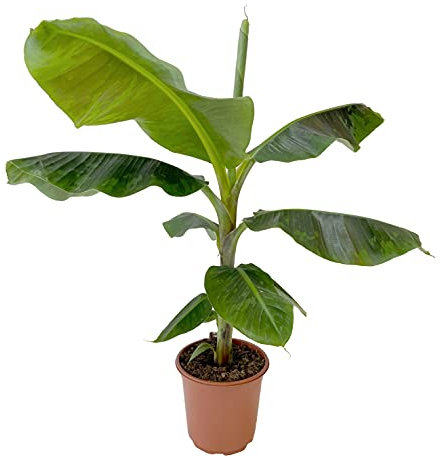 KENTIS - Pianta di Banano Tropicale - Musa Dwarf Cavendish - Piante Vere da Appartamento - Piante esotiche da Interni - H 60-70 cm Vaso Ø 21 cm