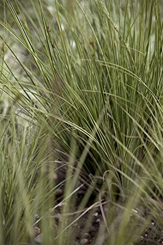 Japan-Segge Carex brunnea Jenneke Ziergras immergrün mehrjährig | Winterhart, dekoratives Laub, sonnig bis halbschattig, für Steingarten, Beeteinfassung und Balkon geeignet