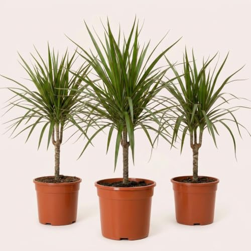 Drachenbaum | 3er-Set | Dracaena | ca. 40-50 cm | ø 12-15cm Topf | Pflegeleichte Zimmerpflanzen für Wohnung und Büro | Qualität vom Pflanzen Profi | Ideale Raumbegrünung