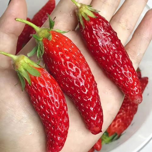 semillas fresas balcon, jardín interior, trepadoras resistentes exóticas 1000pcs