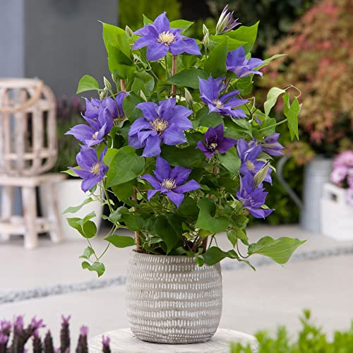 YouGarden Patio Clematis 'Olympia Boulevard', Established Plant in 10.5cm Pot, Purple Clematis Garden Ready, Climbing Plant for Gardens and Patios