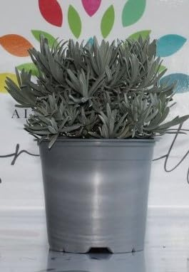 Lavanda su vaso cm 14 in confezione da 4 piante