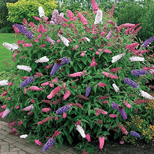 2 x Buddleia dreifarbiger Schmetterlingsstrauch gemischte Farben gesunde Gartenpflanze im 17cm Topf