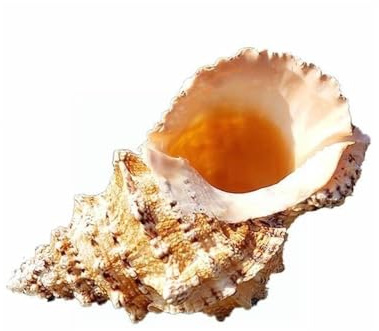 Coquilles de mer Coquilles de mer mixtes, Coquillages for fabriquer de grands coquillages de mer for mariage, fête, maison, plage, artisanat, décoration de spécimens de coquillages nautiques