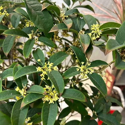semillas de laurel resistentes - interior jardín 6pcs