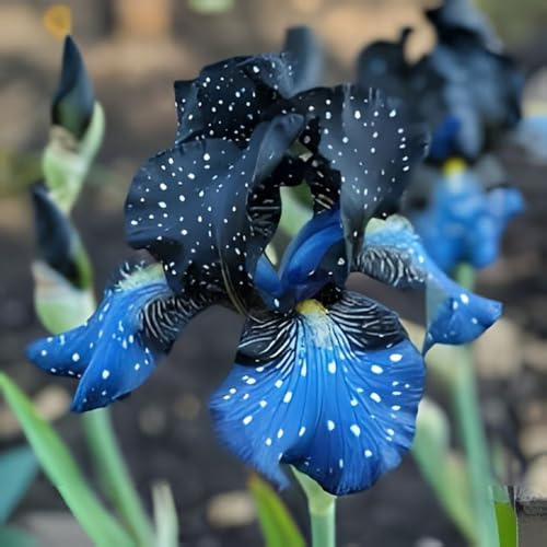 Iris bulbi,Piante perenni,Iris pianta vera,resistenti al freddo,Tagliare,Facile da curare,Giardino da balcone(non artificiali)-3 bulbi-E