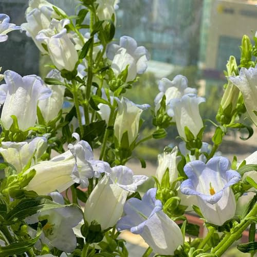 campanula giardino semi acquistare semi balcone decorazioni giardino 200pcs