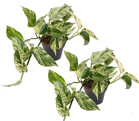 Efeutute, Scindapsus, (Epipremnum aureum) Sorte: Marble Queen, weiß-grünes gezeichnetes Blattwerk, rankend, Ampelpflanze, luftreinigend (2er Set im 12cm Topf)