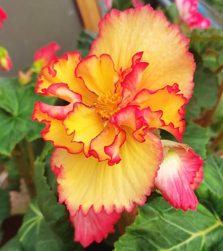 Begonienzwiebeln : Begonia - Begonie  Picotee Crispa Yellow/Red  1 Blumenzwiebel/Knolle