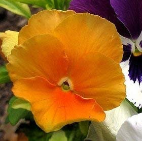Viola del pensiero Orange Semi di sole - Viola x wittrockiana
