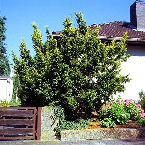 Gold Eibe Elegantissima 25-30cm - Taxus baccata Elegantissima