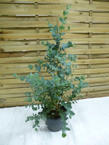 [Palmenlager] Eukalyptus Gunni Blue Ice 120 cm - Topf 23 cm Ø - Eucalyptus - frostverträglich -14°C