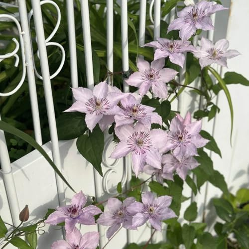 bulbi resistenti di clematide - rampicanti balcone decorazione appartamento 6pcs