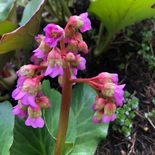 semi di bergenia di medicinali, balcone, resistenti per il giardino biologici, selvatici perenni resistenti 125pcs