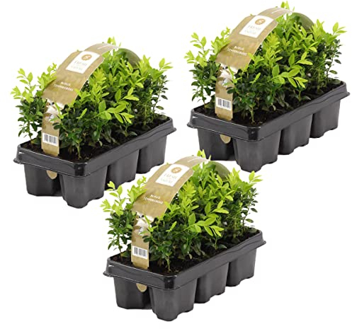 Bloomique - 18er Set - Buxus Sempervirens - Buchsbaum - Heckenpflanzen Winterhart - Gartenpflanze - Höhe 15-20 cm - Topf 9 cm