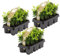 Buxus Sempervirens - Bosso siepe - Rustico - ⌀9 cm- 15-20 cm