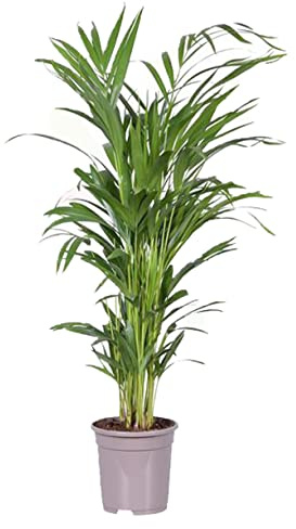 Planta de Interior y Exterior Natural de 100 cm Altura - Plantas Naturales- Planta de interior de decoración - Planta Natural - Planta Viva (Areca)