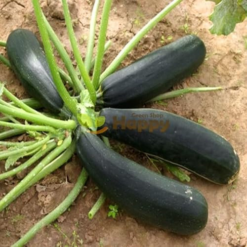 Courgette Black Beauty - 30 Seeds + Freebie + Plant Tag - Cucurbita Pepo