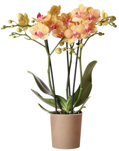 Orchid Phalaenopsis Jamaica - Moth Orchid House Plant - Real Indoor Plants for Living Room, Bedroom, Office - Indoor Plant for Home Decor (9cm Pot, 30-40cm)