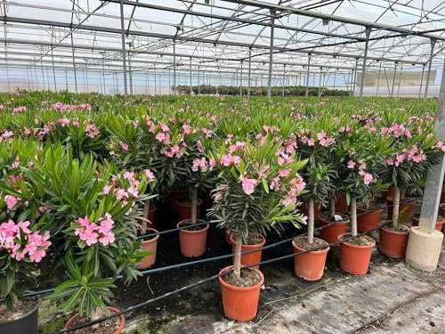 Sunny Tree - Pianta - Oleandro sul tronco - Nerium oleandro - Altezza 110-120 cm - Fabe Rosa - Pianta per esterni - Pervinca in inverno - Pianta mediterranea