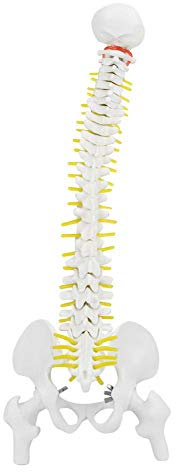45 cm flexibel ryggraden med bäcken, avtagbar flexibel mänsklig ryggradsmodell för skelett anatomi studier lärande.