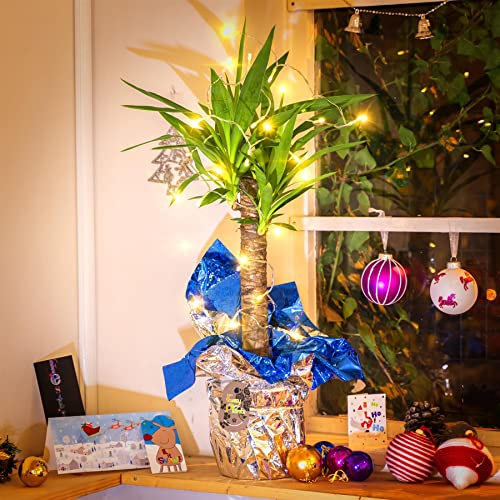Yucca Palm of Christmas Gift Plant in Gift Wrap with Gold Fairy Lights - Xmas New Year Decoration